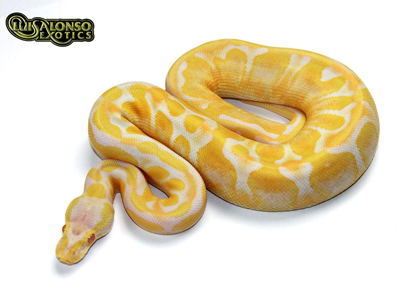 Albino Calico Fire Pastel