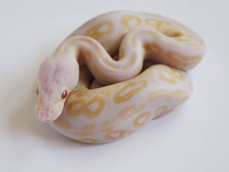 Albino Candy Cinnamon Pastel