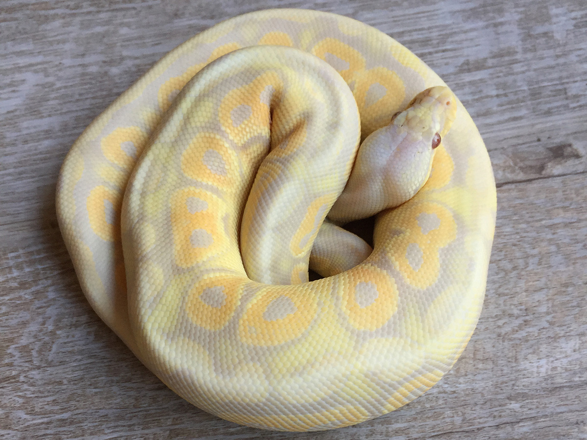 Albino Candy Cinnamon Pastel