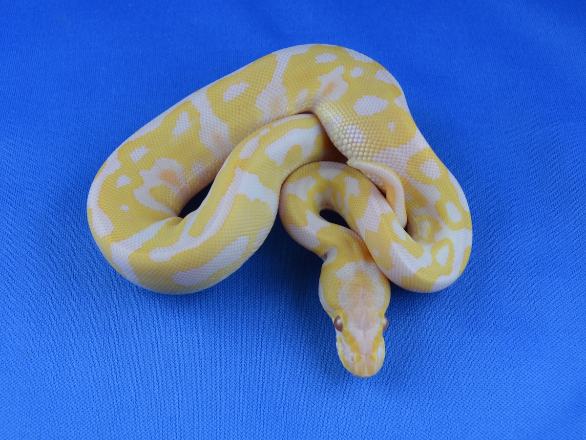 Albino Candy Leopard