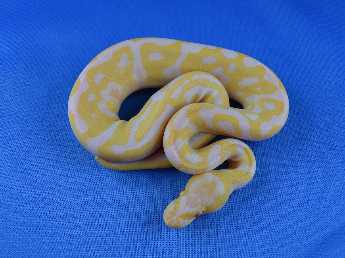 Albino Candy Leopard