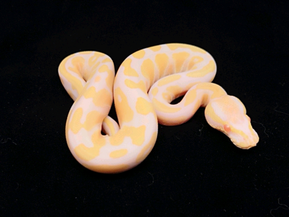 Albino Candy Mango Ball