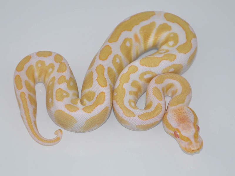 Albino Caramel Albino