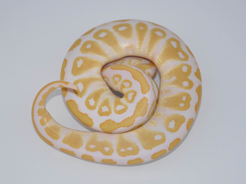 Albino Caramel Albino