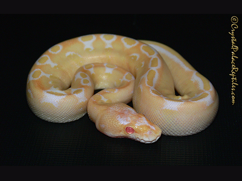 Albino Champagne