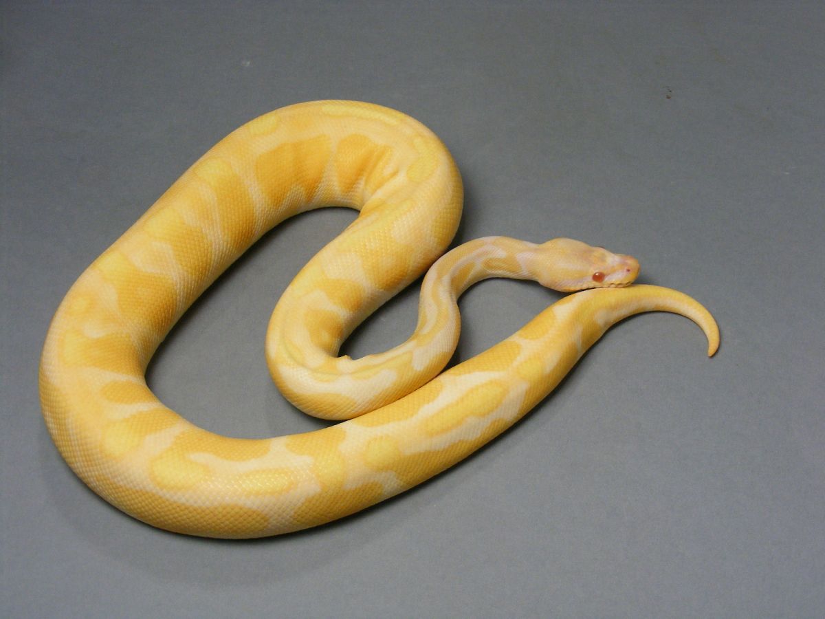 Albino Cinnamon Enchi