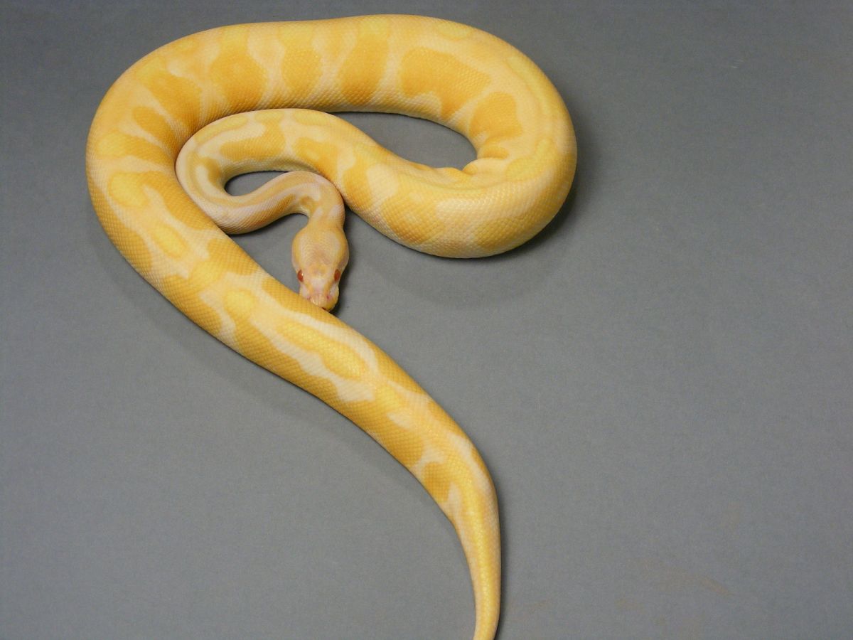 Albino Cinnamon Enchi