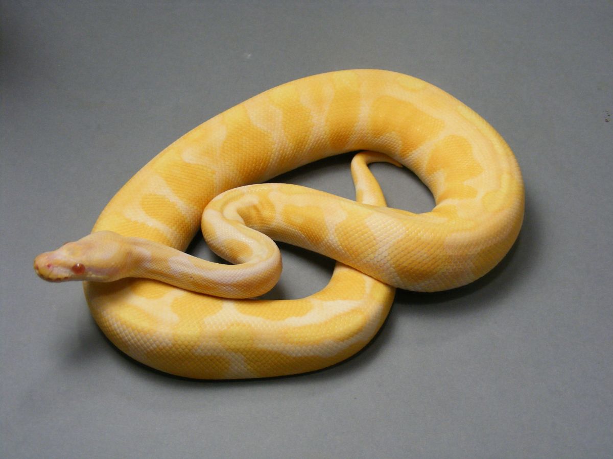 Albino Cinnamon Enchi