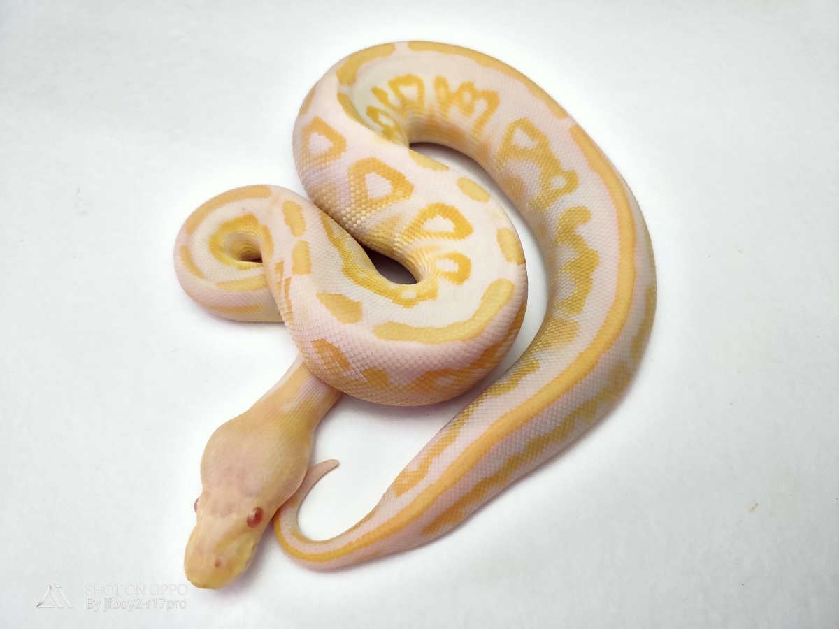 Albino Cinnamon Mystic