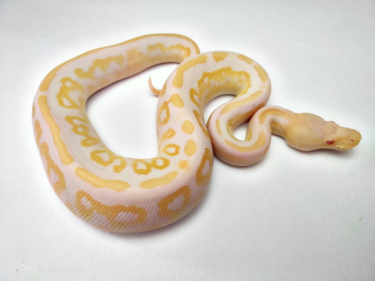 Albino Cinnamon Mystic