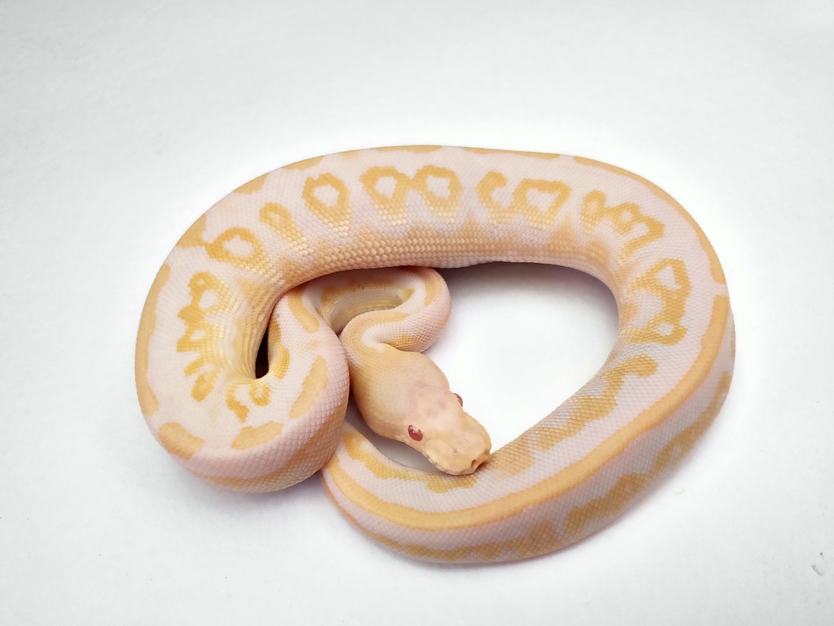 Albino Cinnamon Mystic