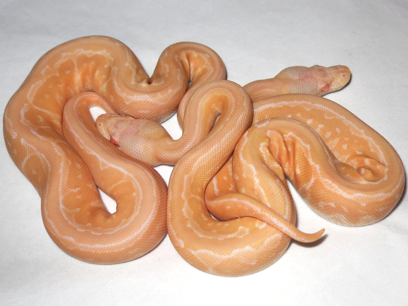 Albino Cinnamon Pinstripe