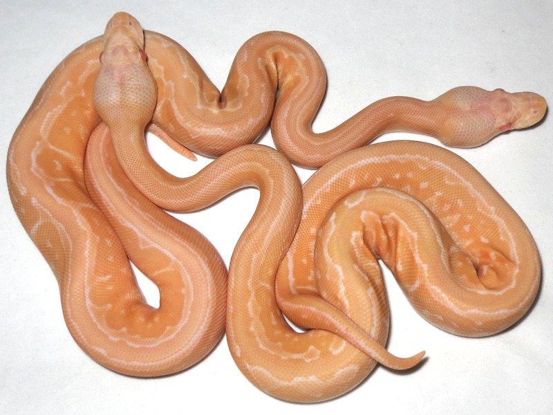 Albino Cinnamon Pinstripe