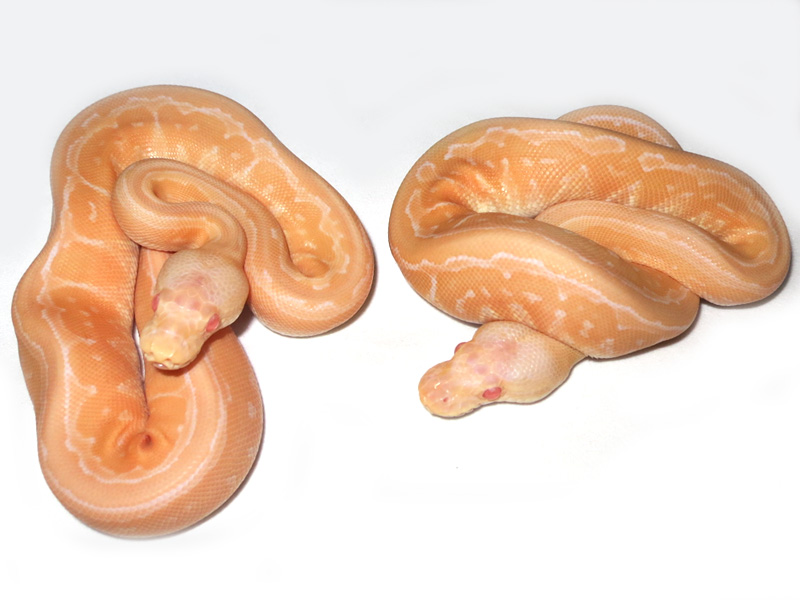 Albino Cinnamon Pinstripe