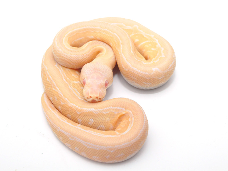 Albino Cinnamon Pinstripe