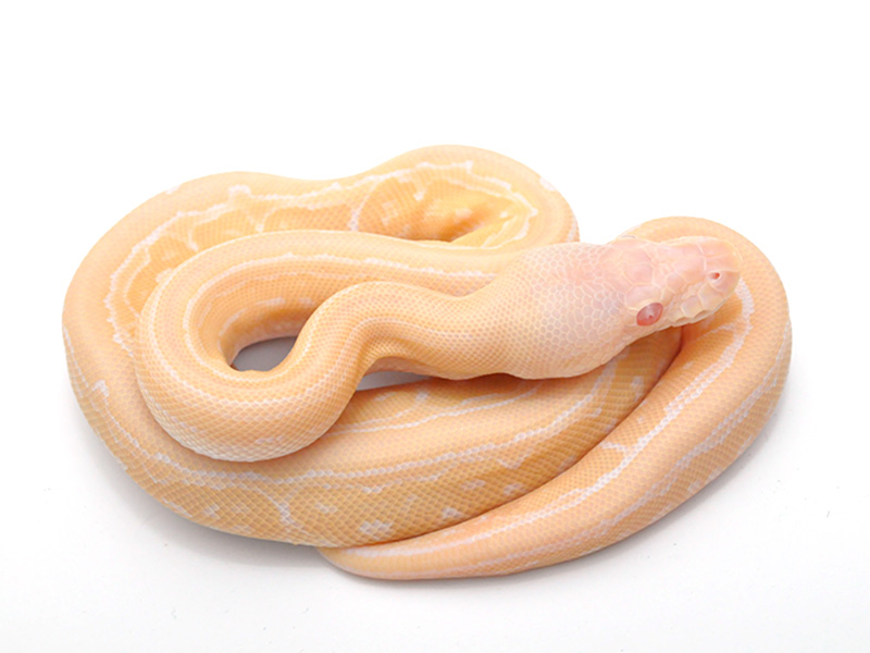 Albino Cinnamon Pinstripe