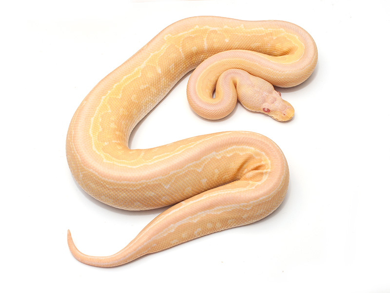 Albino Cinnamon Pinstripe