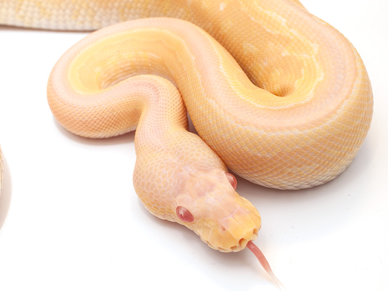 Albino Cinnamon Pinstripe