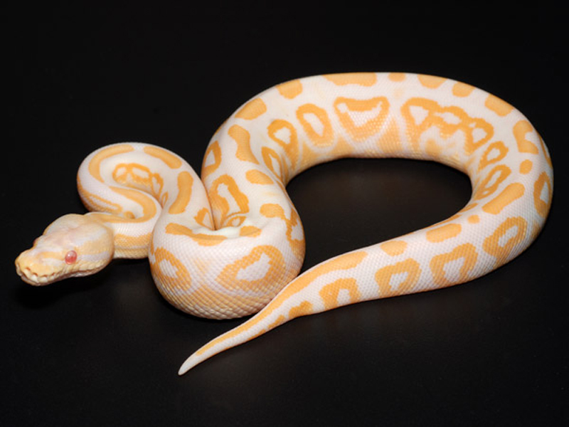 Albino Cinnamon