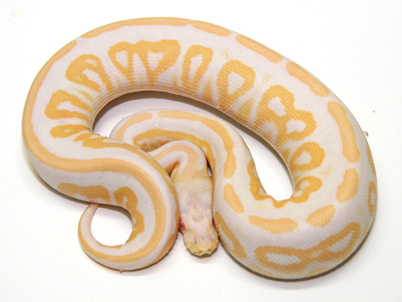 Albino Cinnamon