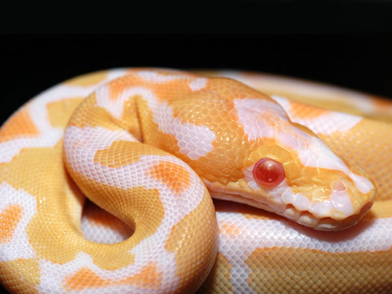 Albino Clown