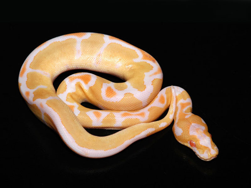 Albino Clown