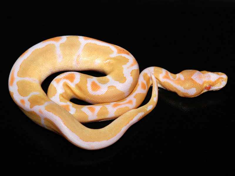 Albino Clown