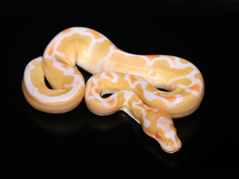 Albino Clown