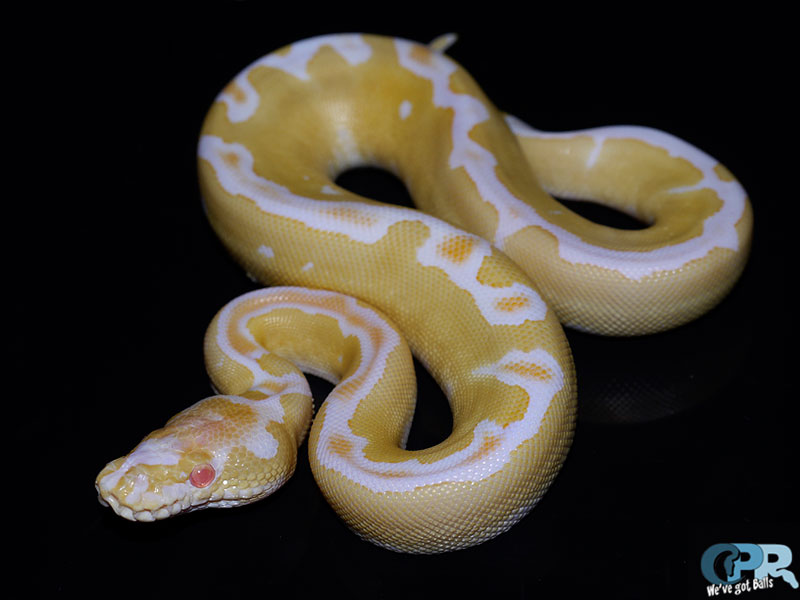 Albino Clown