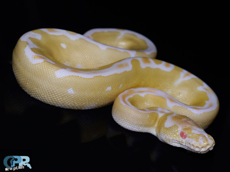 Albino Clown