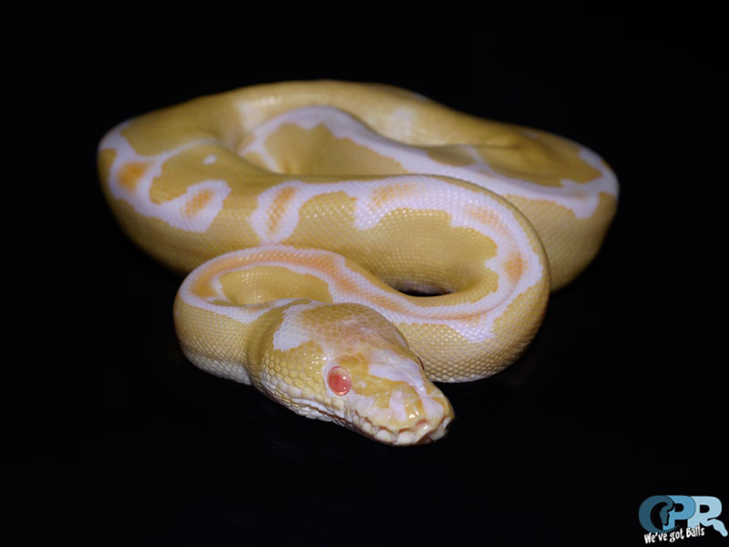 Albino Clown