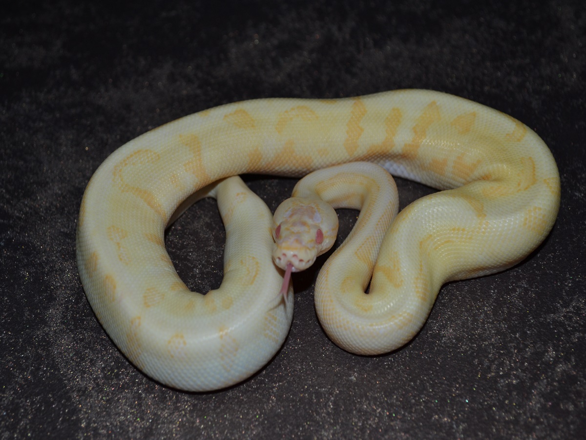 Albino Disco Fire Spider