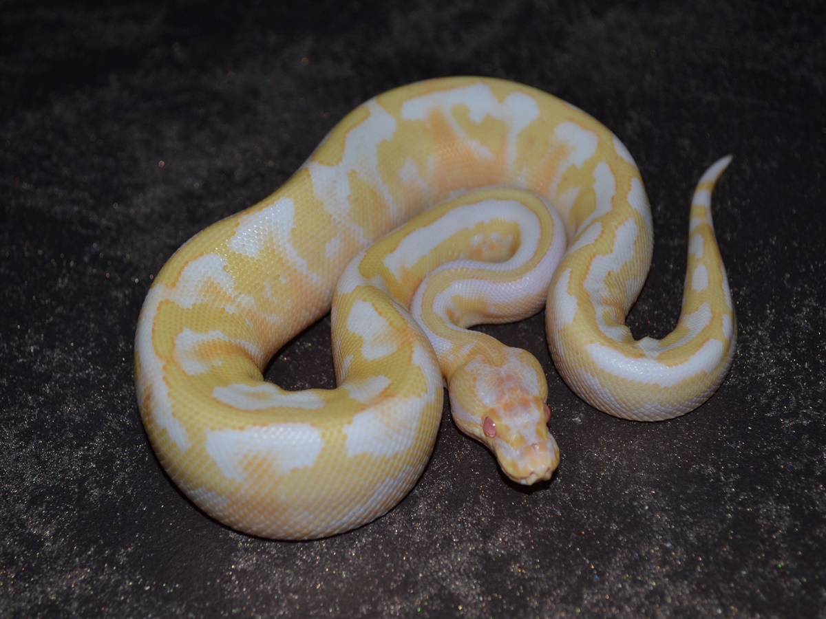 Albino Disco Fire