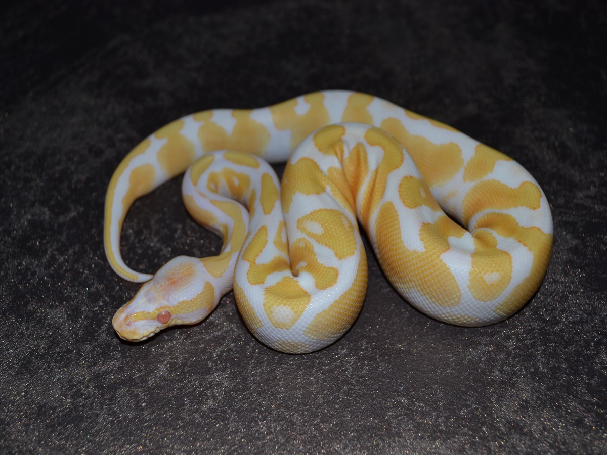 Albino Disco