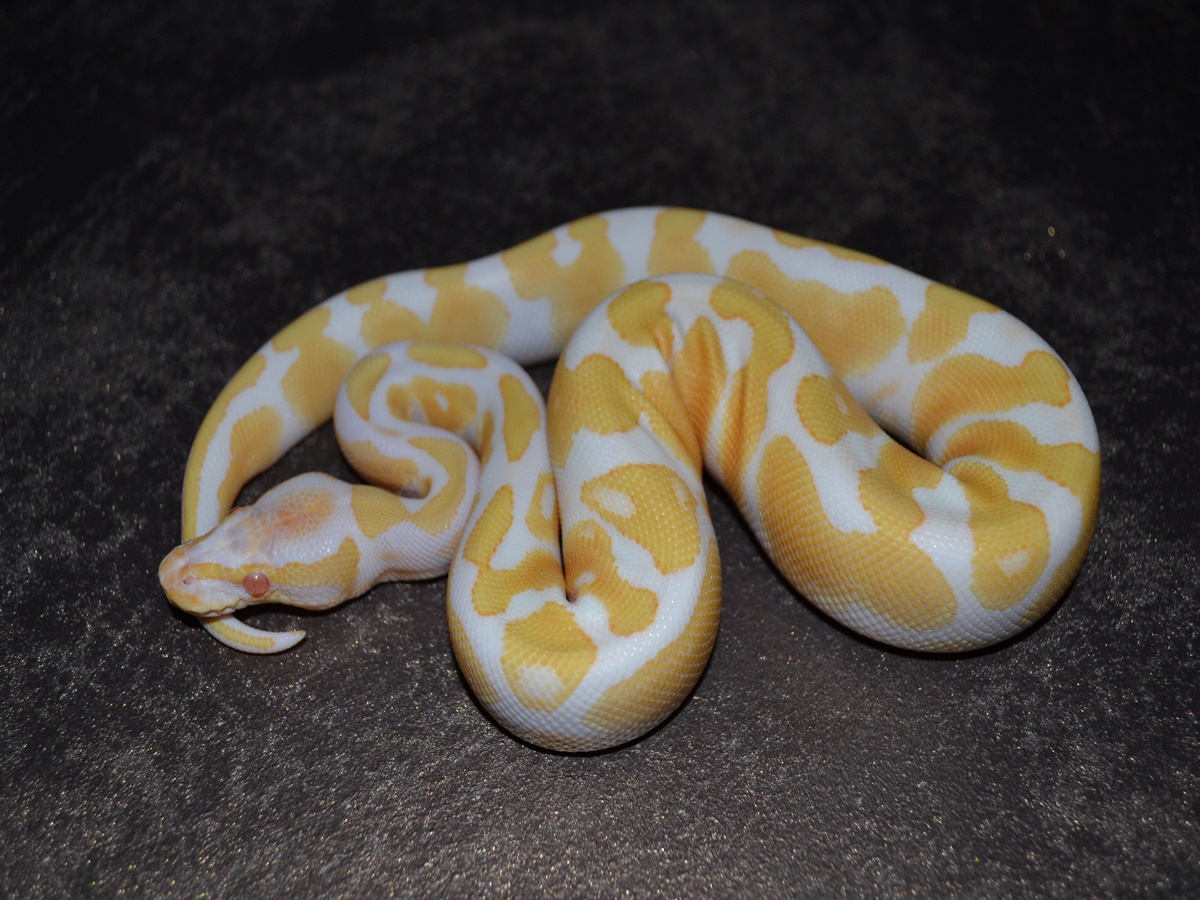 Albino Disco