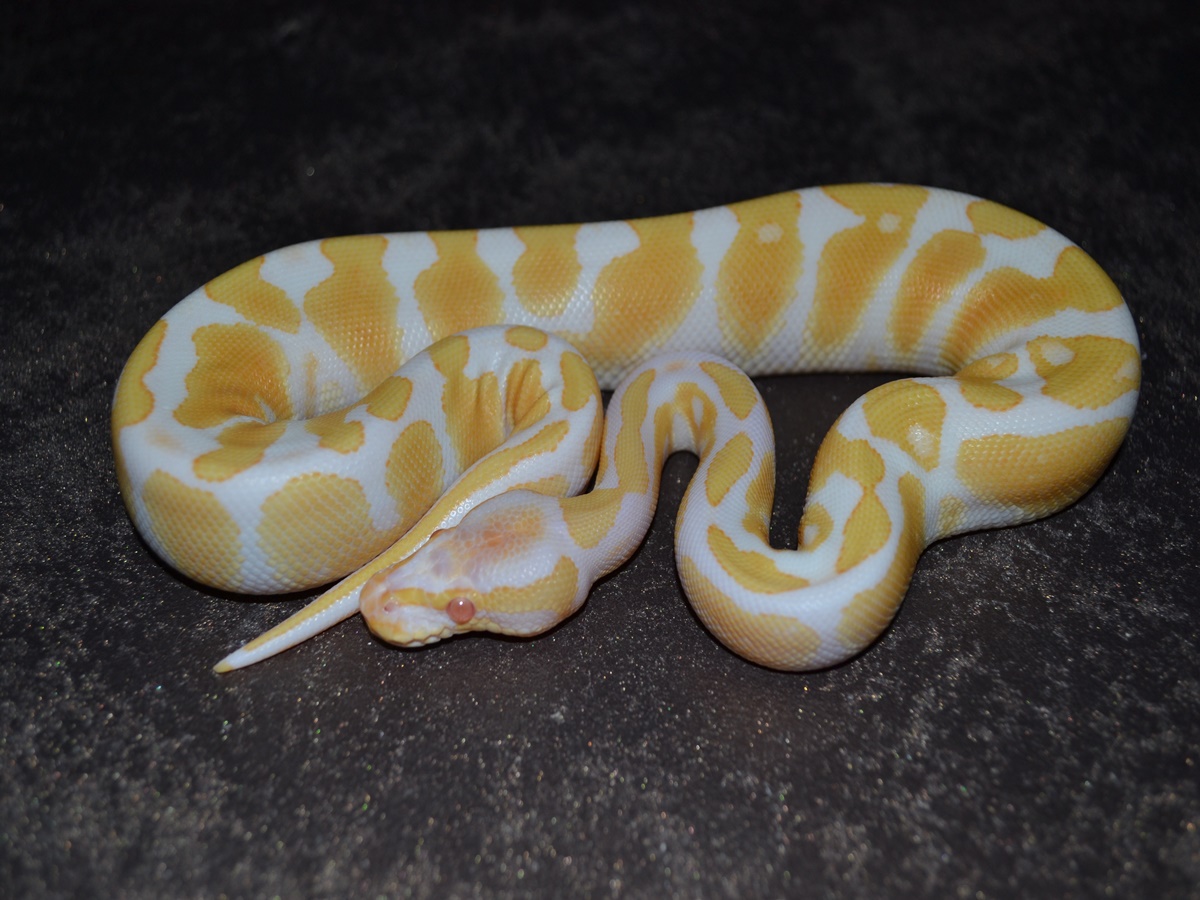 Albino Disco