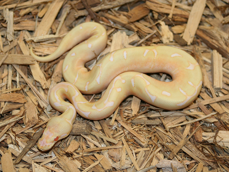 Albino Dream Bee