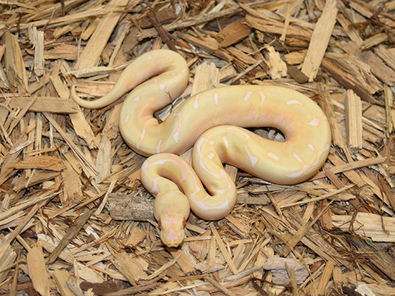 Albino Dream Bee