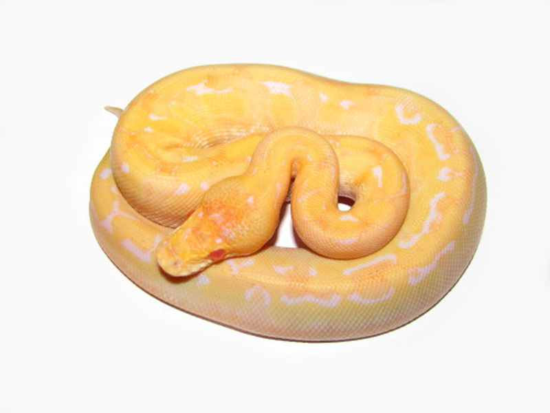 Albino Enchi Champagne