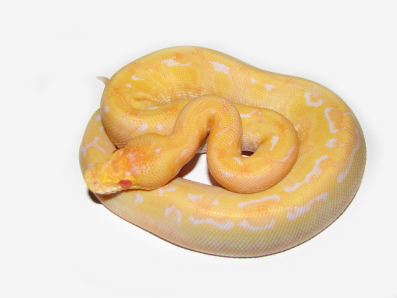 Albino Enchi Champagne