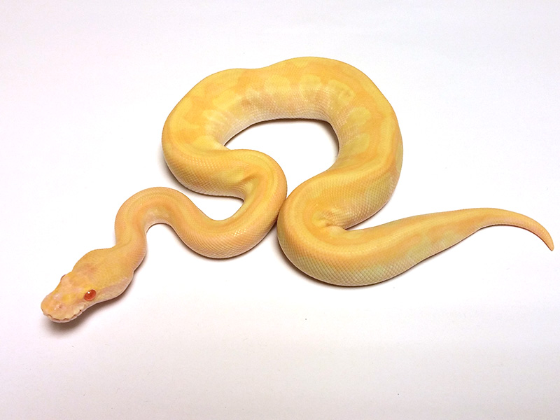 Albino Enchi Fire Lesser