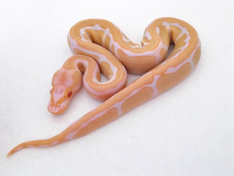 Albino Enchi Fire