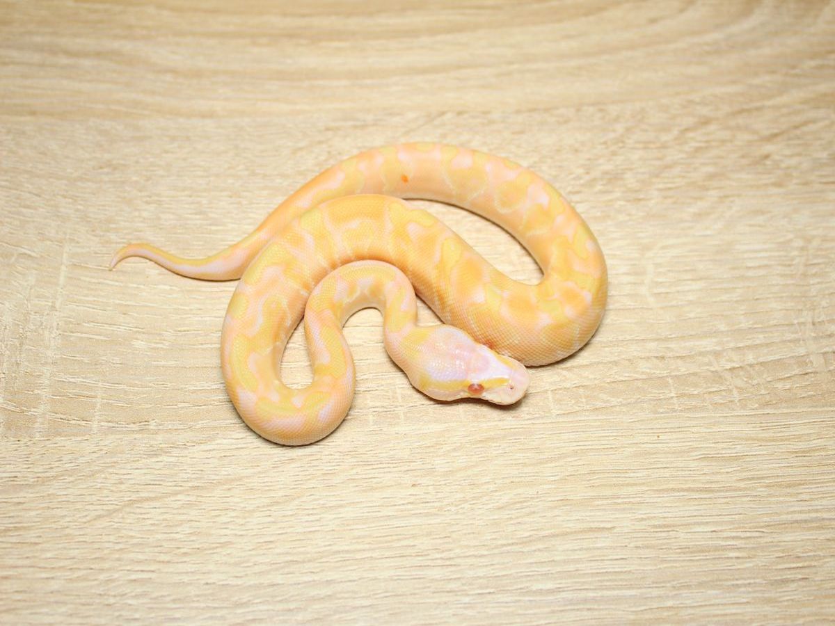 Albino Enchi Ghi Ball Mojave Toffee