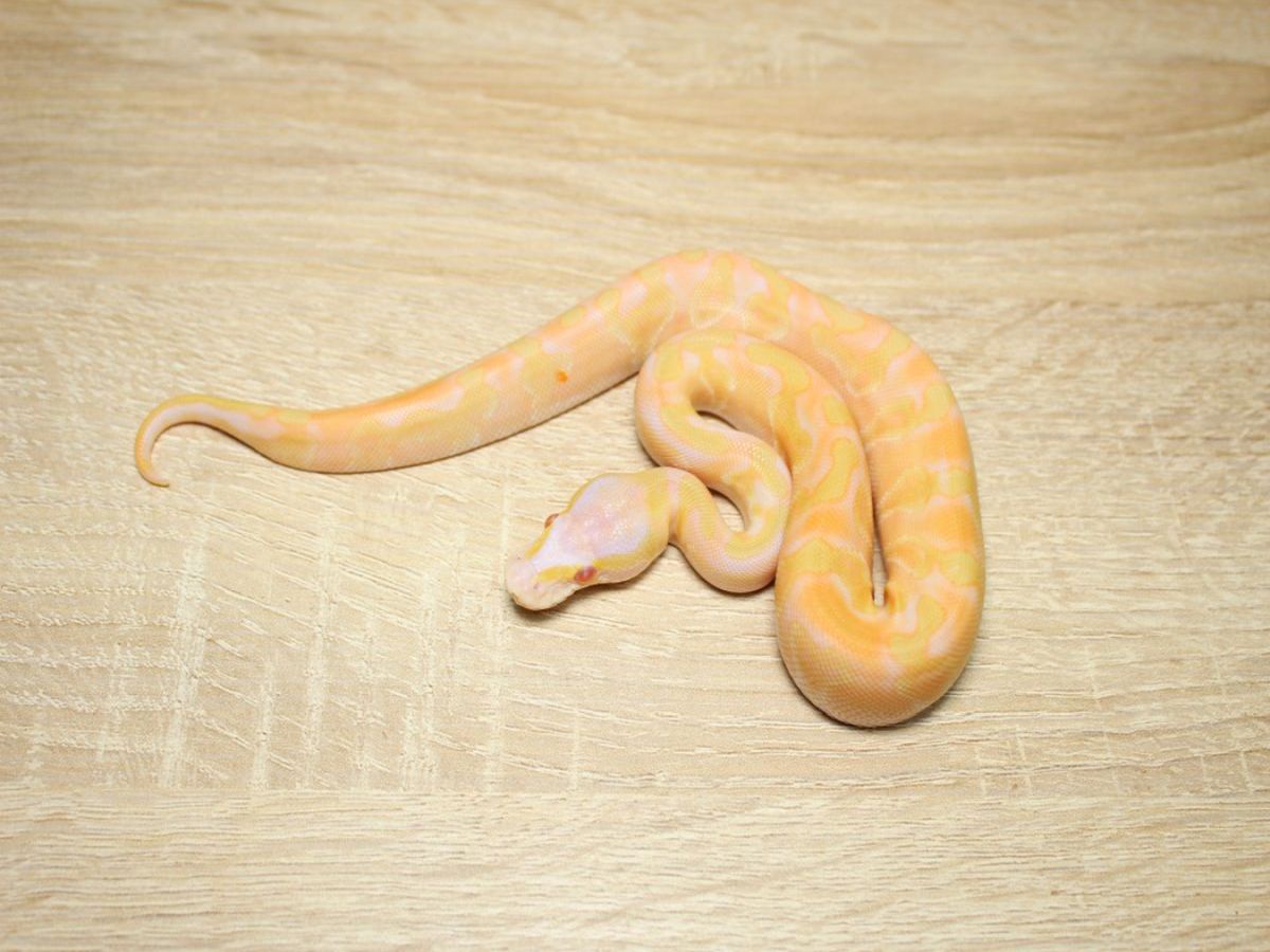 Albino Enchi Ghi Ball Mojave Toffee