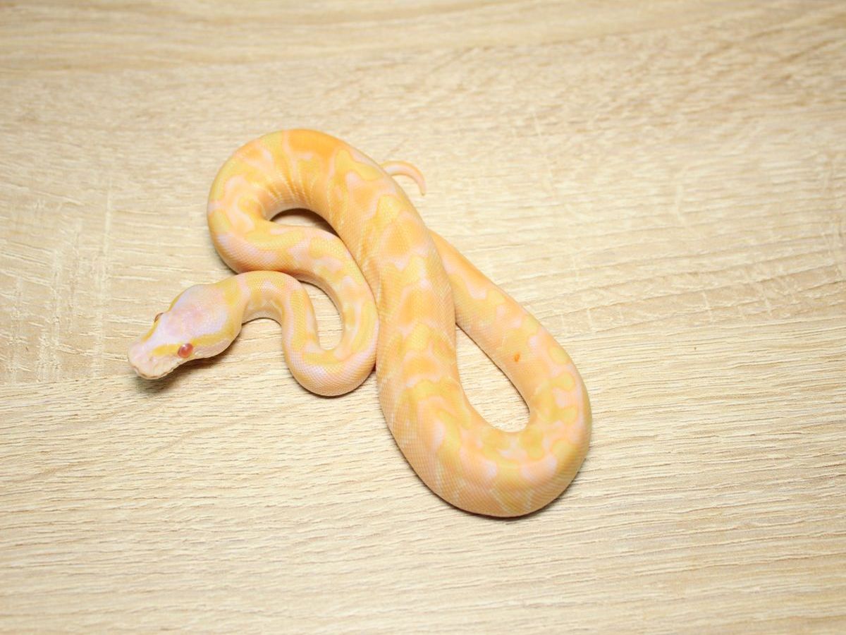 Albino Enchi Ghi Ball Mojave Toffee