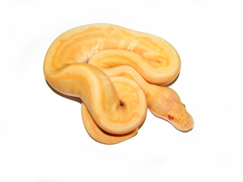 Albino Enchi Pinstripe