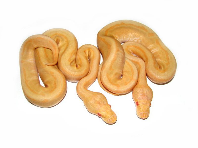 Albino Enchi Pinstripe