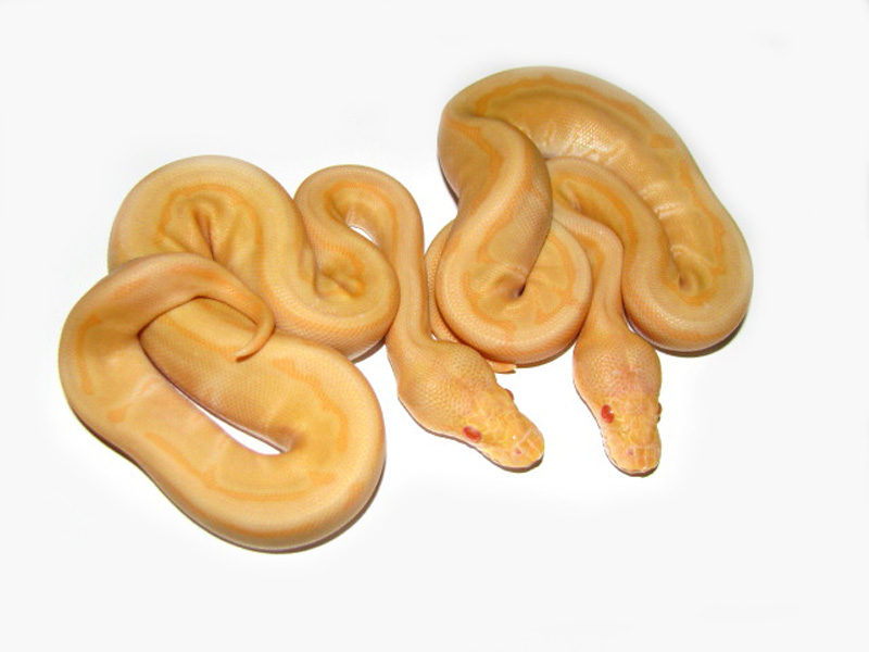 Albino Enchi Pinstripe