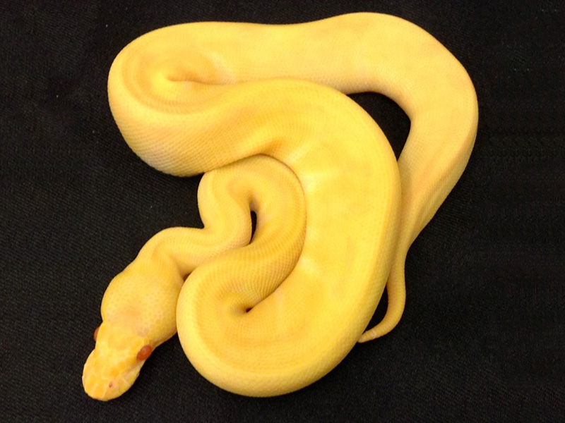 Albino Enchi Spinner