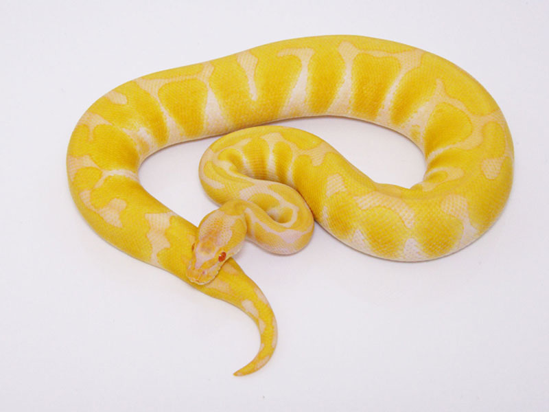 Albino Enchi